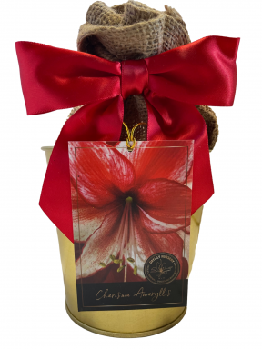 Amaryllis Holiday Gift Growing Kit, Includes a Gold Tin Pot, Charisma Bulb, and Growing Medium